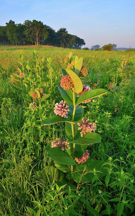 Morning Light on Milkweed in Lost Valley of Glacial Park Photograph by Ray Mathis