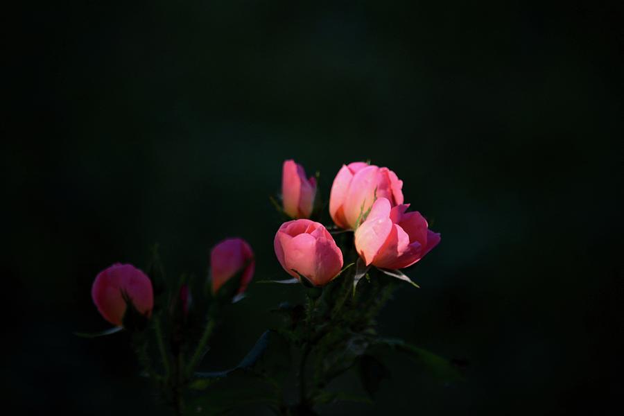 Morning Light On Small Pink Roses Photograph