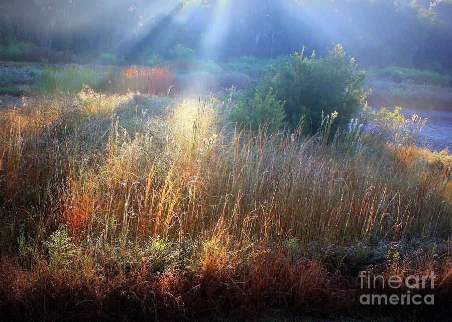 Morning Light on the Marsh Photograph by Carol Groenen