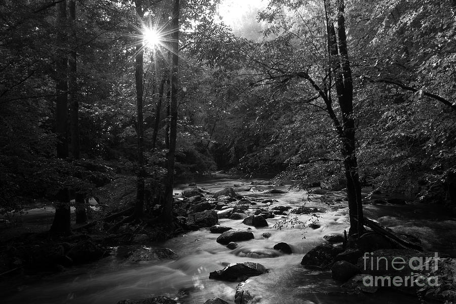 Morning Light On The Stream Photograph by Mike Eingle