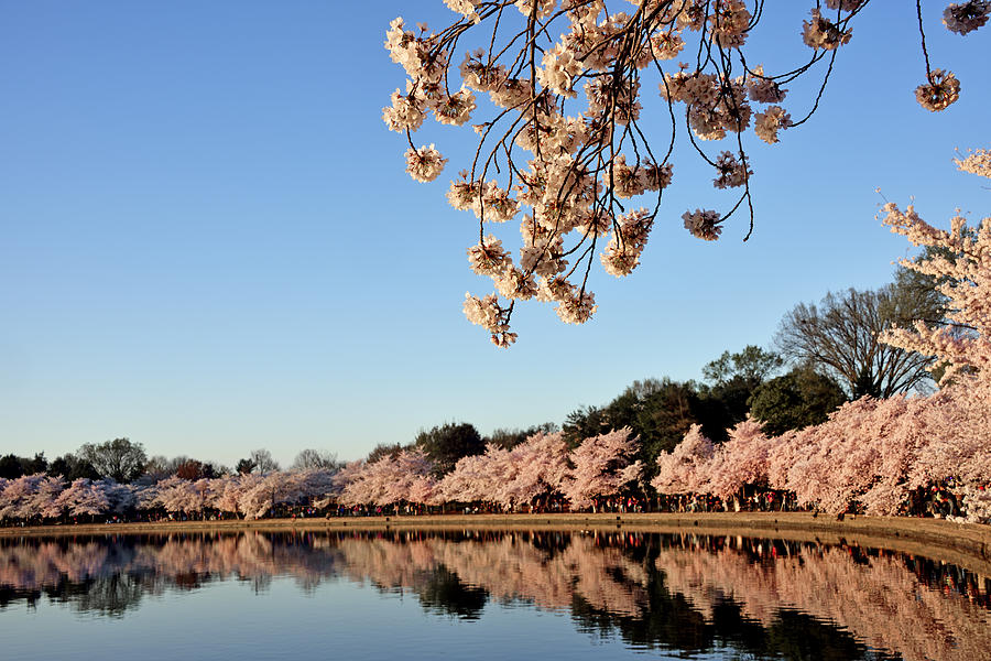 Morning Light On Washington DC Cherry Blossom Trees Photograph by Brendan Reals