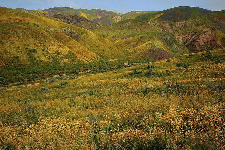 Morning light on wildflowers of the Temblor Range at Carrizo Plain National Monument Photograph by Jetson Nguyen