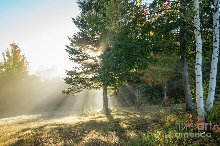 Morning Light Rays Photograph by Alana Ranney