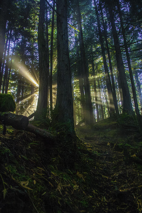 Morning Light Rays Photograph by Doug Scrima