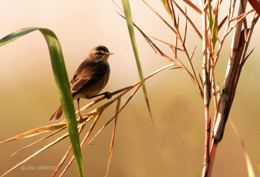 Morning Light Warbler Photograph by Don Durfee