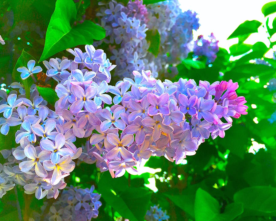 Morning Lilac Photograph by Wonju Hulse