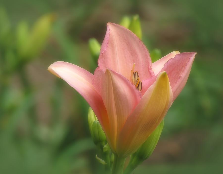Lily Photograph - Morning Lily - Daylily by MTBobbins Photography