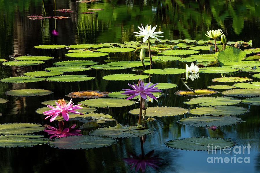 Morning Lily Pads Photograph by Brian Jannsen