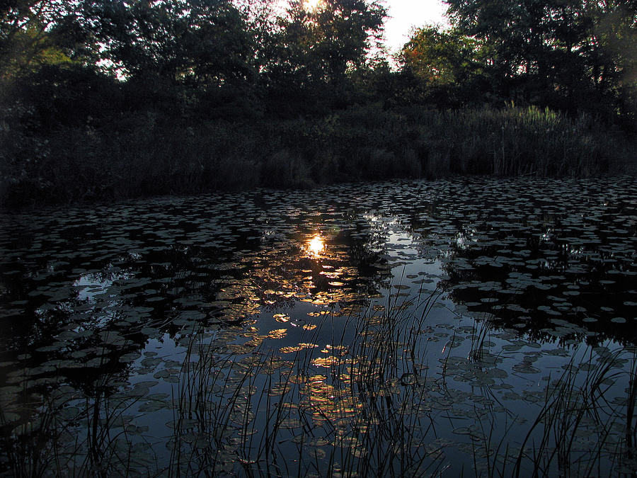 Morning Lily Pads Photograph by Gary Blackman