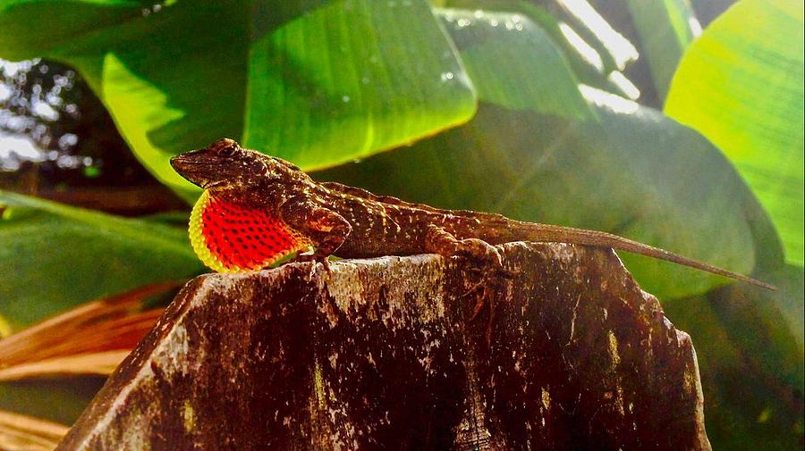 Morning Lizard Photograph By Stephen Wheeler