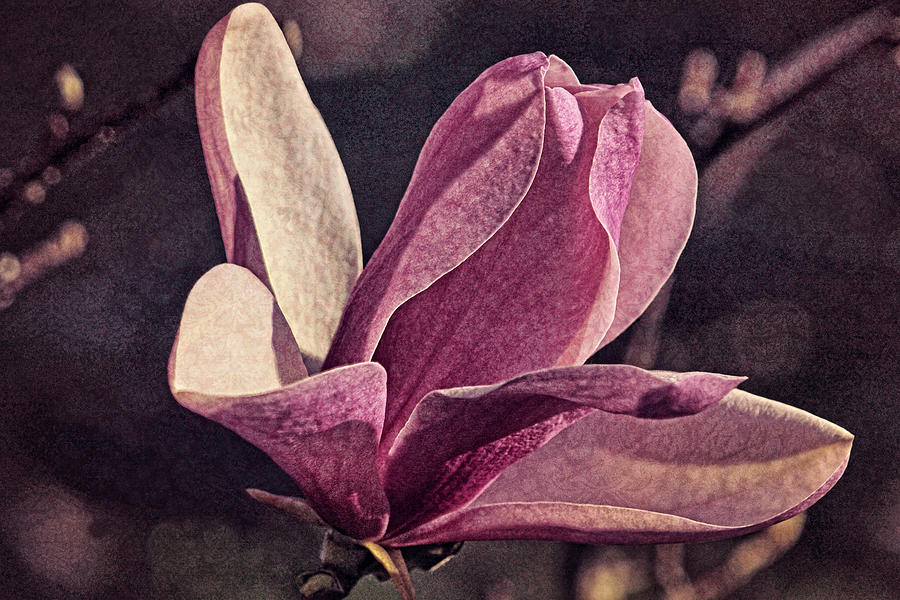 Morning Magnolia Brocade Photograph by Theo OConnor