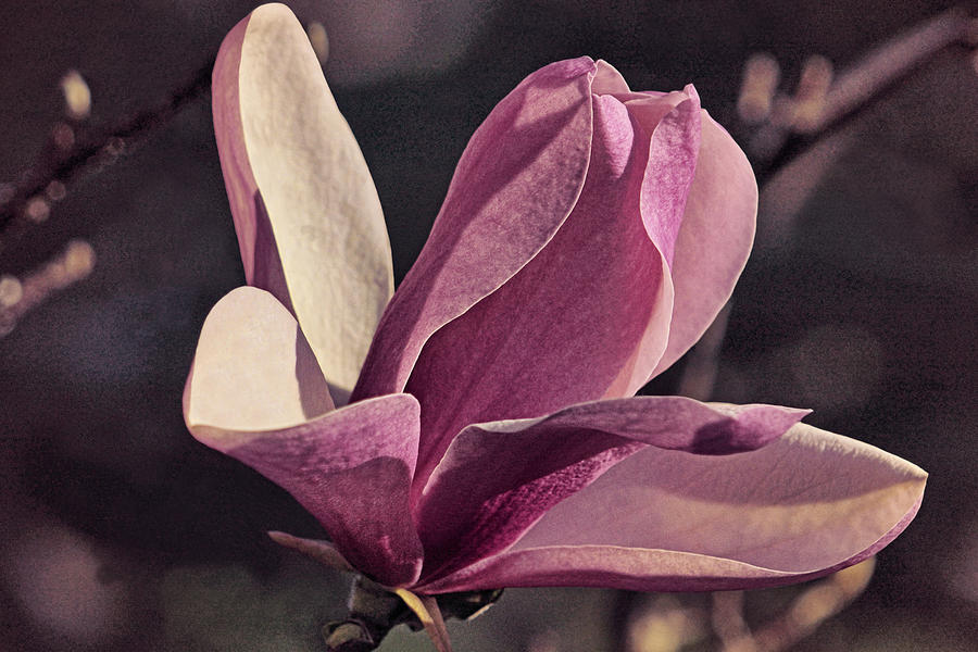 Morning Magnolia Lavender Photograph by Theo OConnor