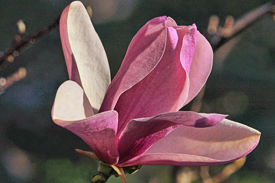 Morning Magnolia Photograph by Theo OConnor