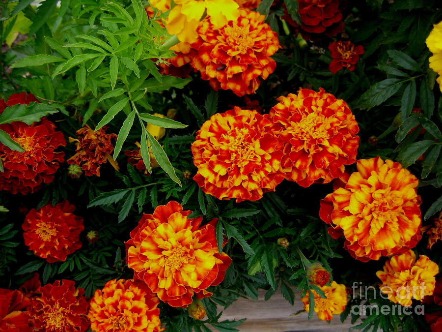 Morning Marigolds Photograph by Dreamweaver Gallery