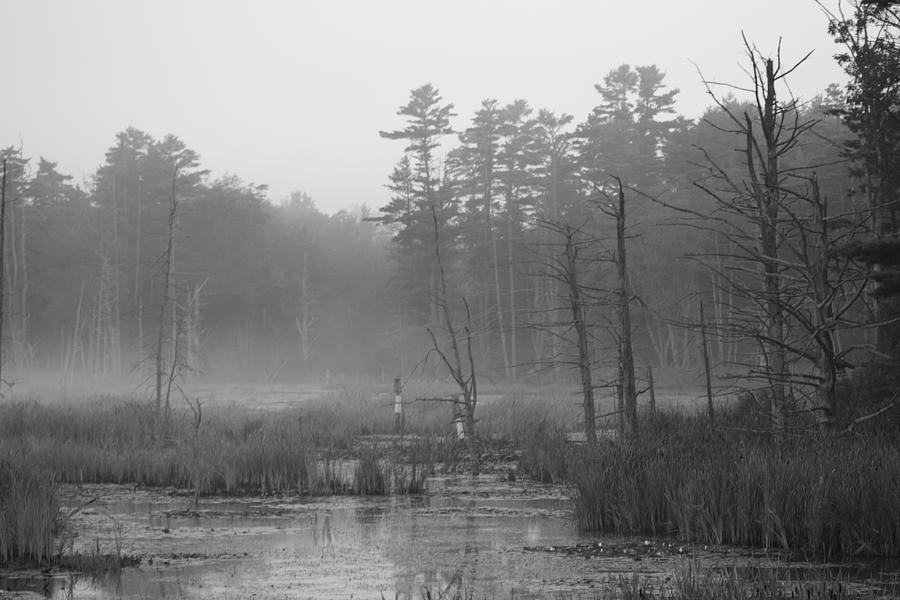 Morning Marsh Photograph by Doug Mills