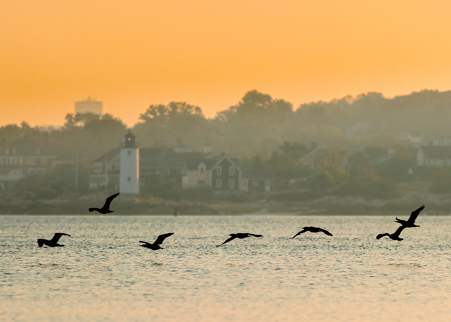 Morning Migration Photograph by Tim Kirchoff