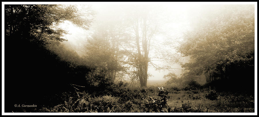 Morning Mist  Photograph by A Macarthur Gurmankin
