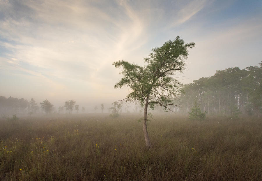Morning Mist Photograph by Bill Martin
