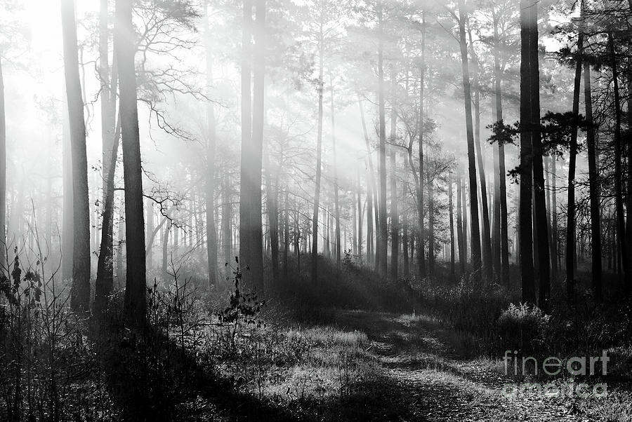 Morning Mist In The Forest Photograph