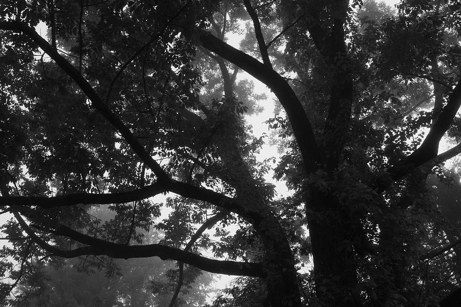 Morning Mist in the Tree Tops Photograph by Polly Castor
