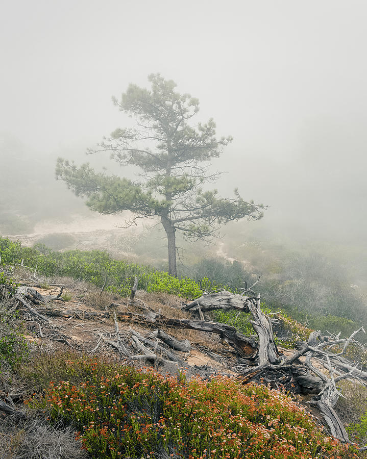Morning Mist in Torrey Pines Photograph by Joseph Smith