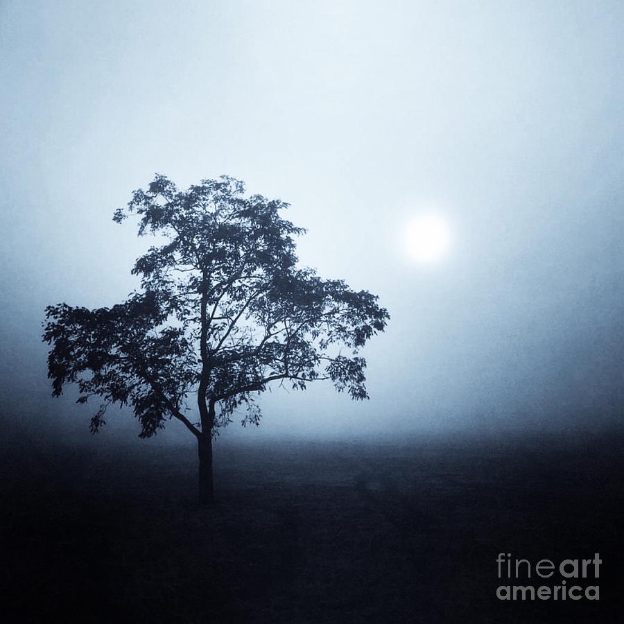 Morning Mist Photograph