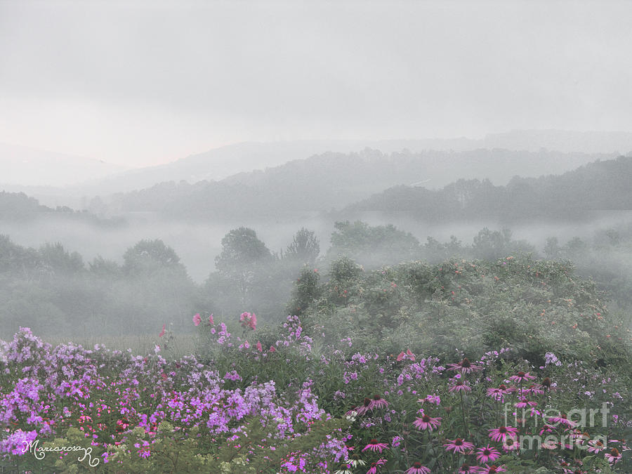 Flower Photograph - Morning Mist by Mariarosa Rockefeller