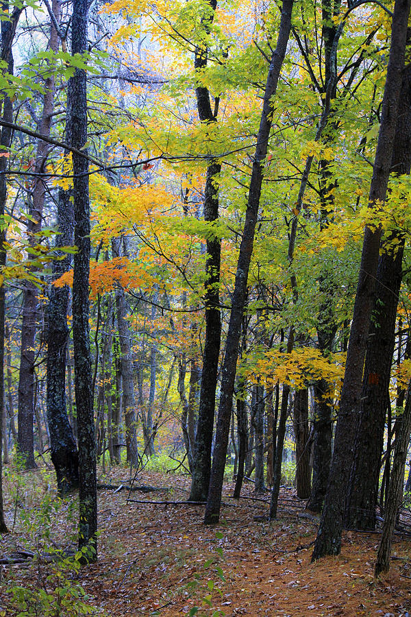 Morning Mist on the Path Photograph by Teresa Mucha - Fine Art America