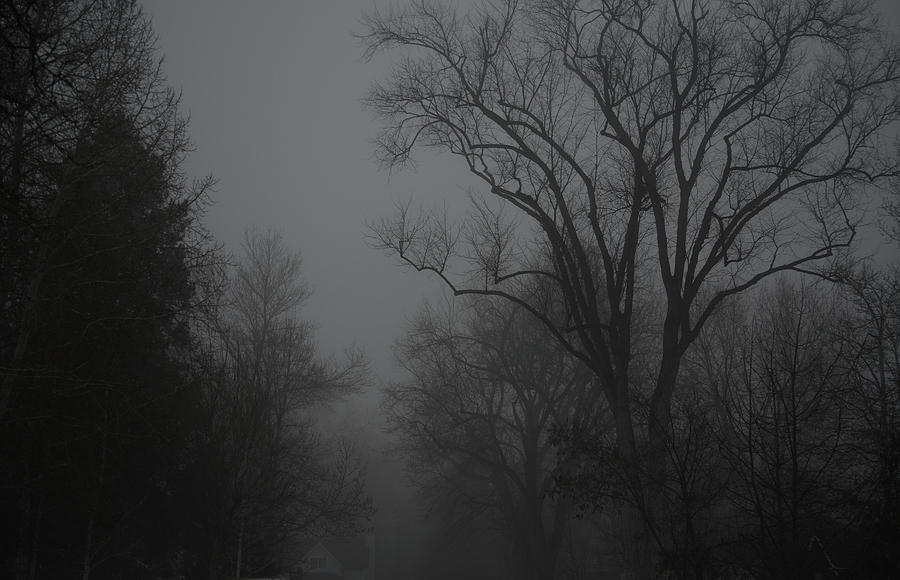  Morning Mists and Trees -1 Photograph by Rae Ann  M Garrett