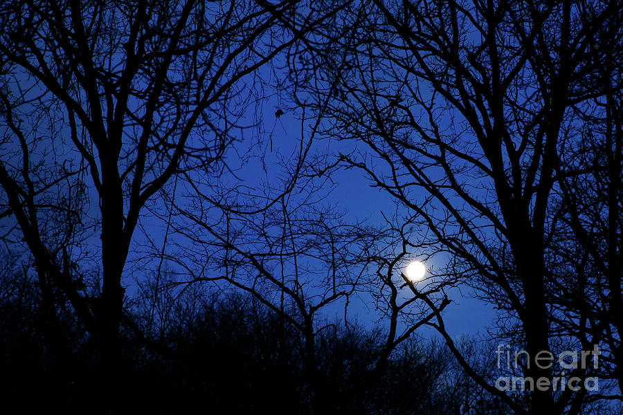 Morning Moon Photograph by George Lehmann