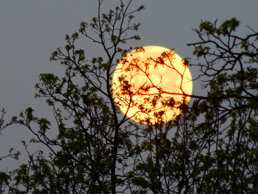 Morning Moon Headed West Photograph by Virginia White
