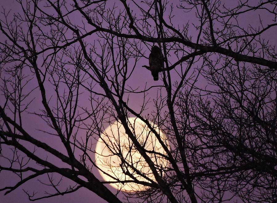 Morning Moon Photograph by Judy Genovese