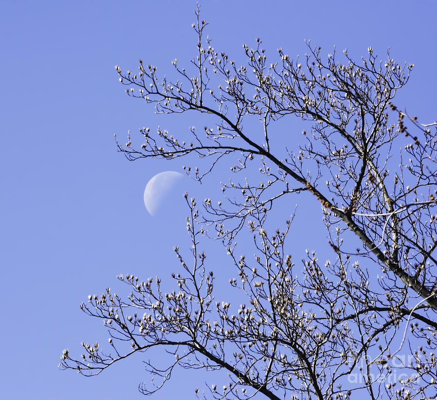 Morning Moon Photograph by Judy Wolinsky