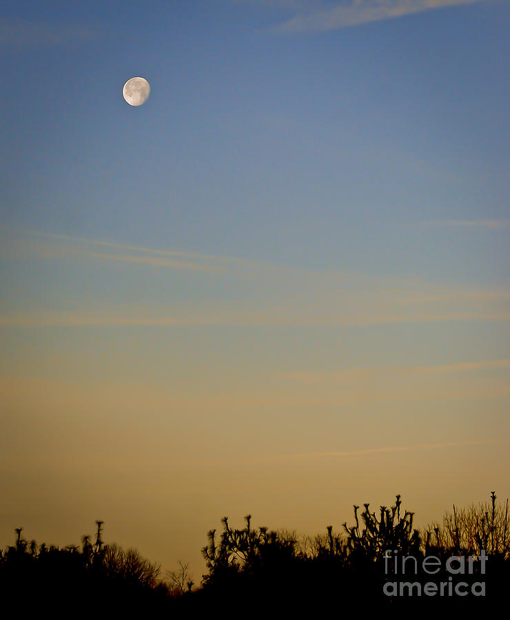 Morning Moon Photograph by Kerri Farley