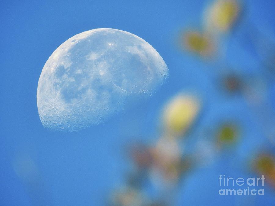 Morning Moon Photograph by Peggy Hughes
