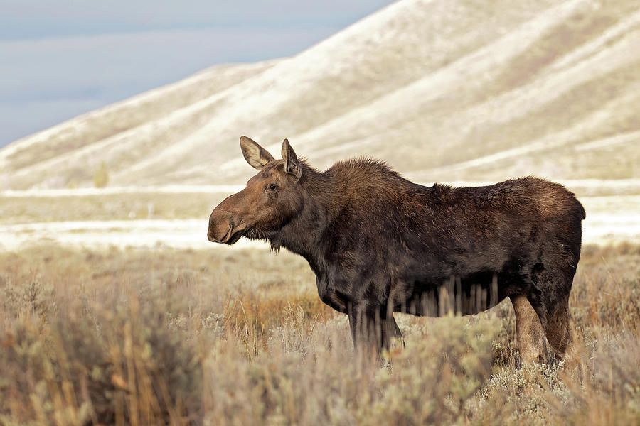 Morning Moose Photograph by Eilish Palmer