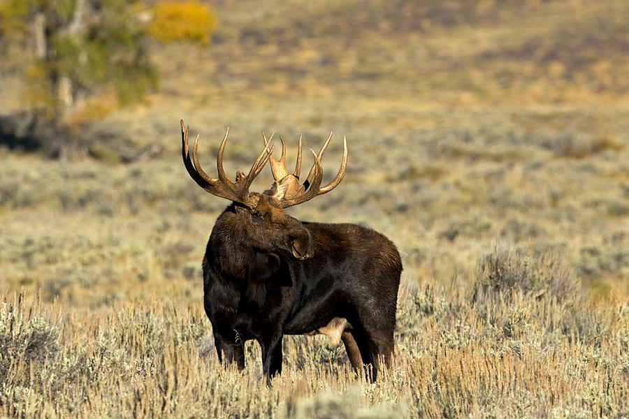 Morning Moose Photograph by Shari Sommerfeld