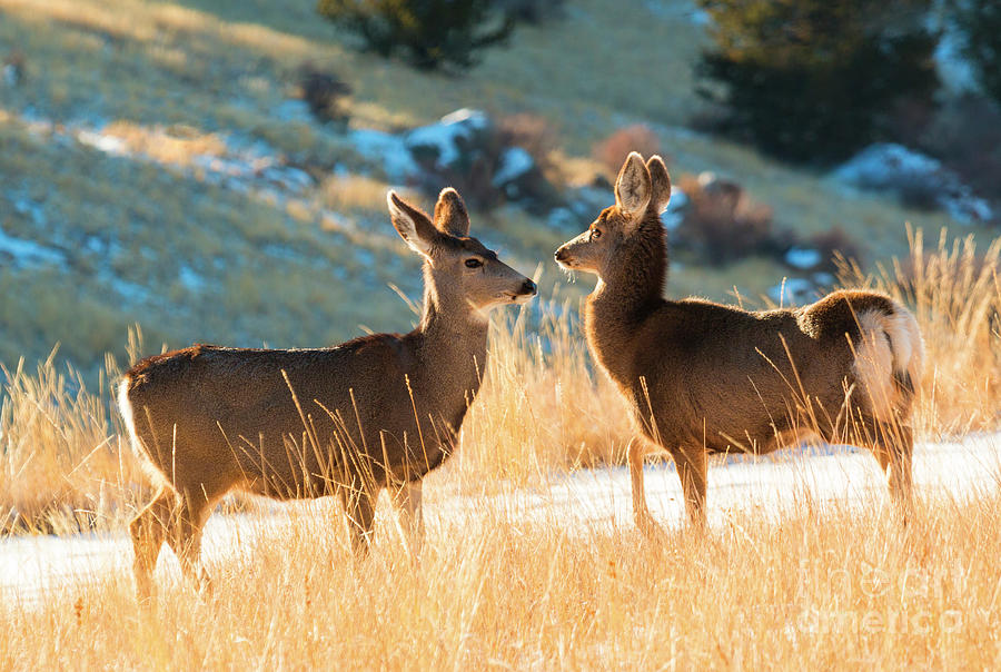 Morning Mule Deer Does Photograph by Steven Krull