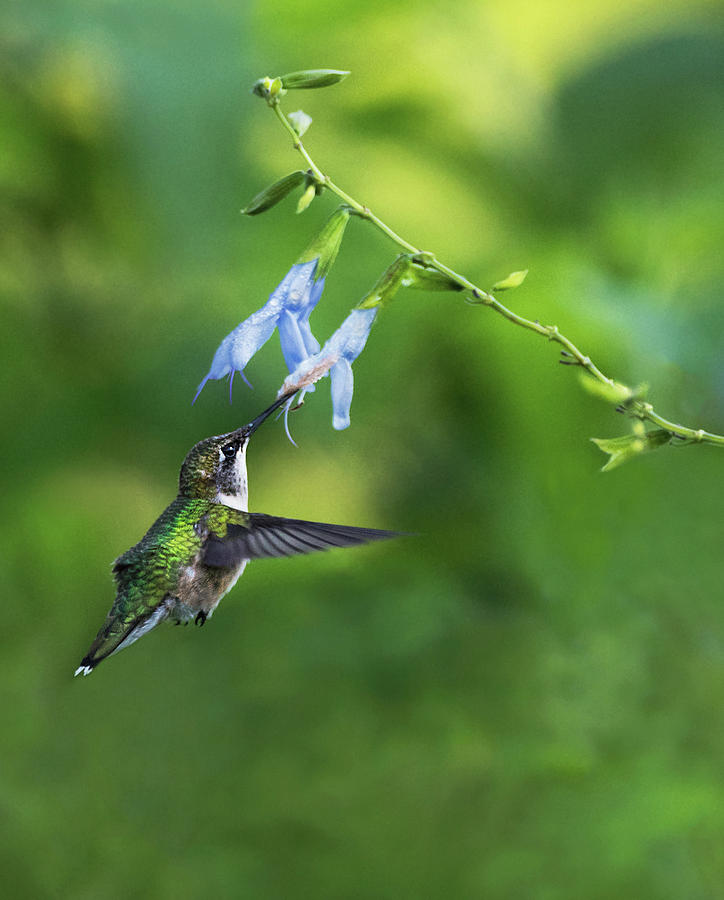 Morning Nectar Photograph by Art Cole