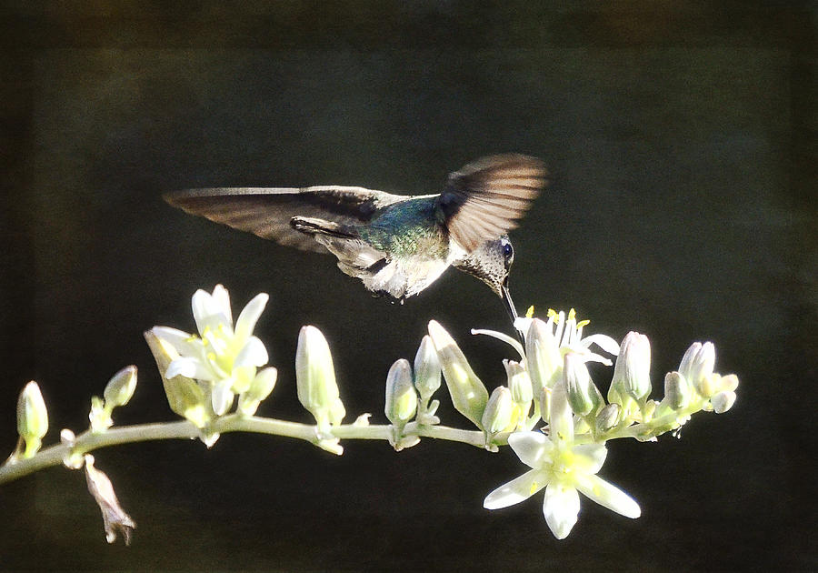 Morning Nectar Flyby  Photograph by Saija Lehtonen