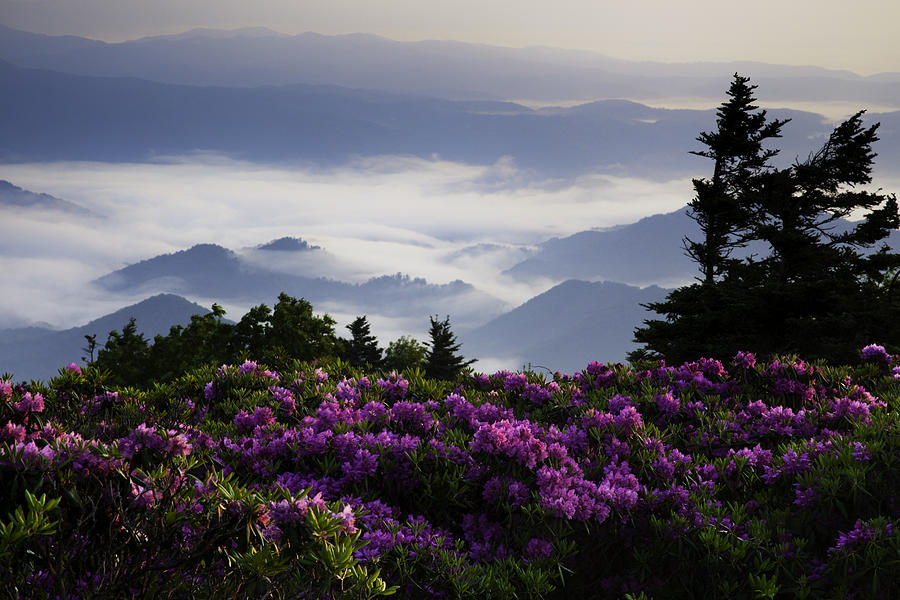 Mountain Photograph - Morning on Grassy Ridge Bald by Rob Travis
