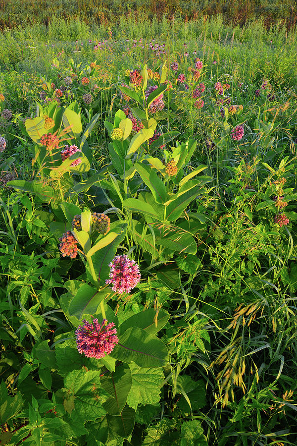 Morning on Milkweed in Glacial Park Photograph by Ray Mathis
