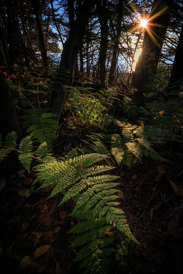 Tree Photograph - Morning on the Coastal Trail by Rick Berk