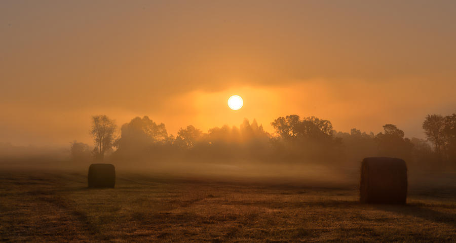 Tree Photograph - Morning On The Farm by Ron  McGinnis