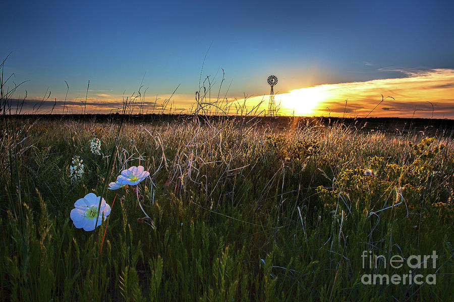 Morning on the Grasslands Photograph by Jim Garrison