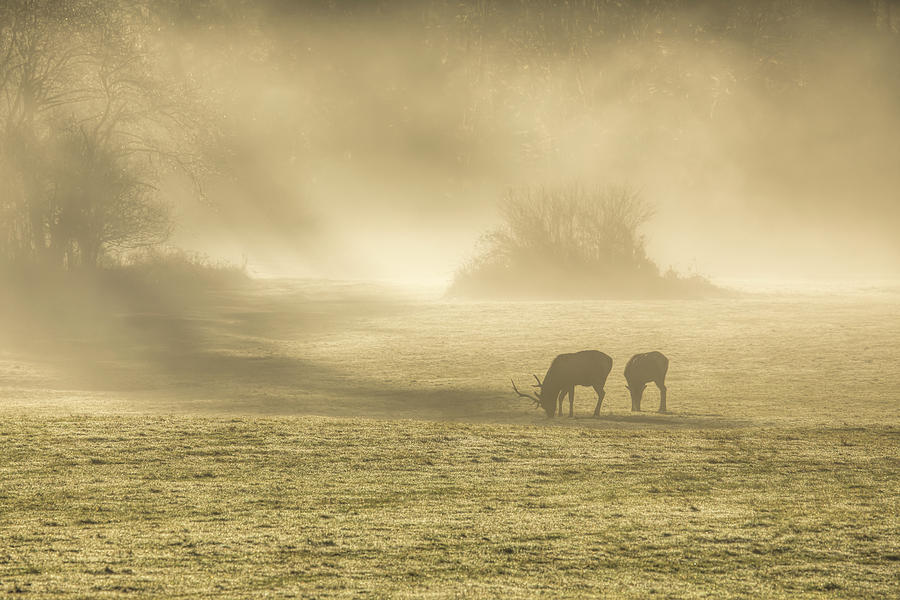 Morning On The Meadows 0725 Photograph