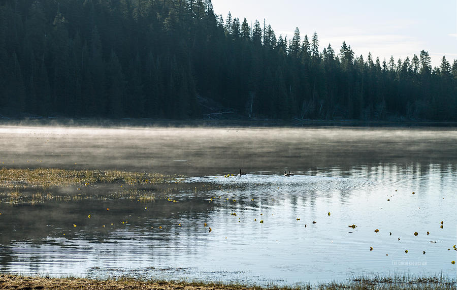 Wildlife Photograph - Morning on Wilson Lake  by The Couso Collection