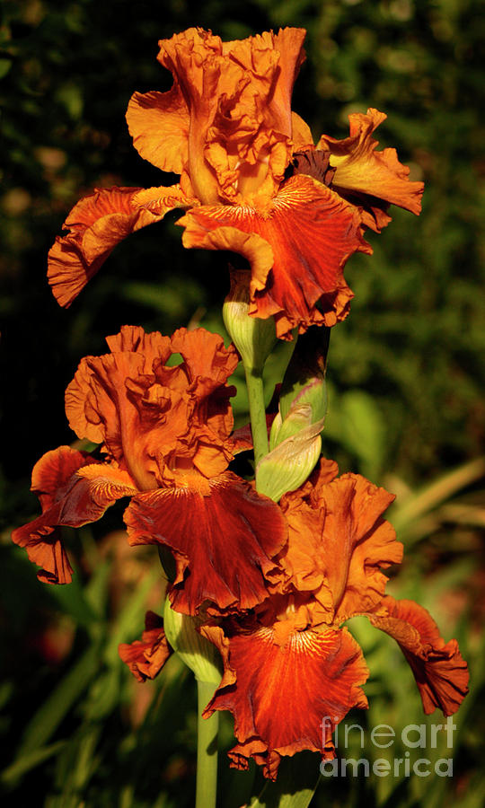 Iris Photograph - Morning Orange by ArtissiMo Photography
