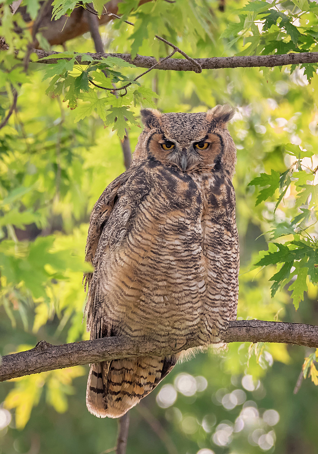 Morning Owl Photograph by Loree Johnson
