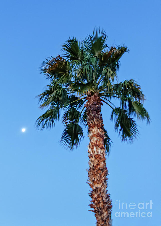 Morning Palm Tree and Moon Photograph by Robert Bales